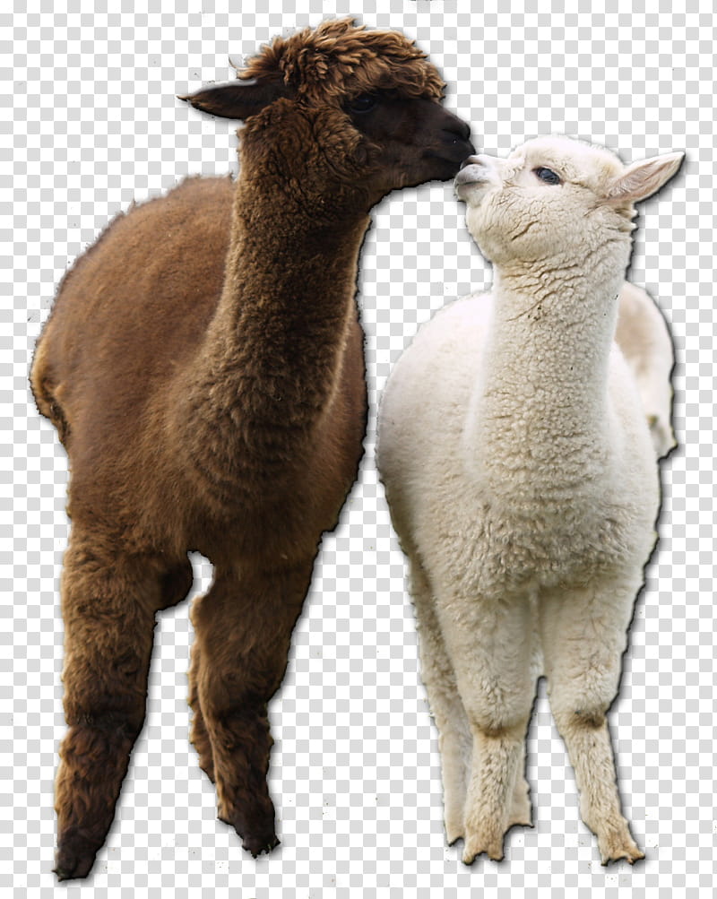 Cat, Huacaya Alpaca, Llama, Guanaco, Alpaca Fiber, Suri Alpaca, Accoyo Alpacas, Camelids transparent background PNG clipart