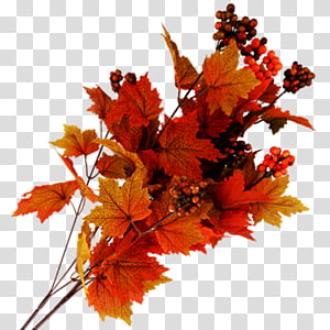 Oak Tree Drawing, Maple Leaf, Autumn, Coloring Book, Painting, Watercolor Painting, Plants, Orange transparent background PNG clipart thumbnail