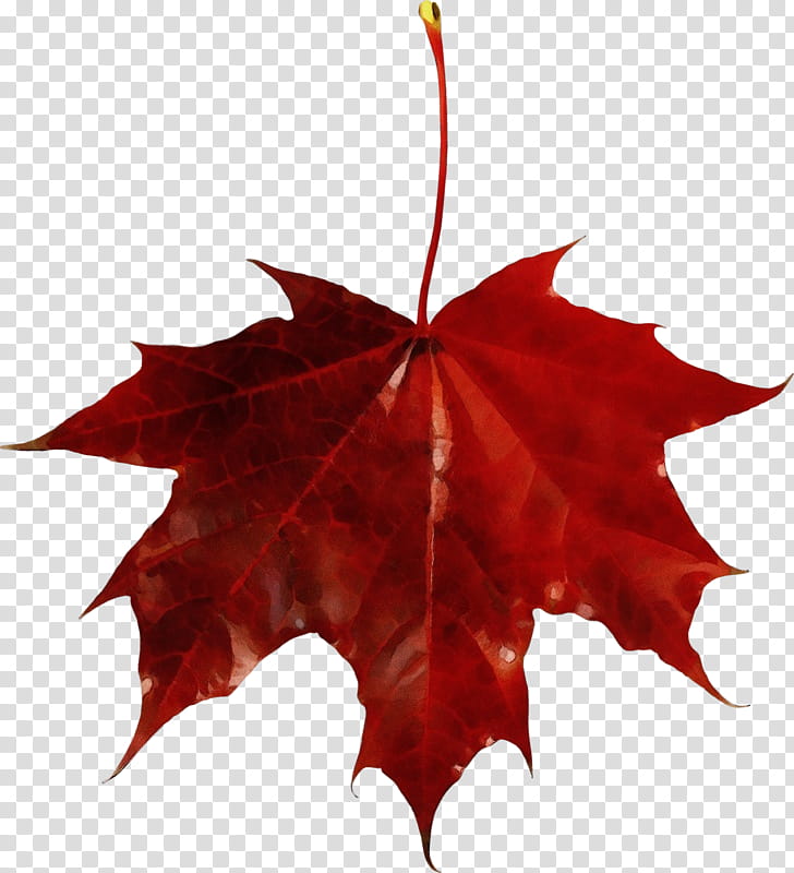 Red Maple Tree, Leaf, Autumn Leaf Color, Maple Leaf, Season, Apple With Leaf, Black Maple, Woody Plant transparent background PNG clipart