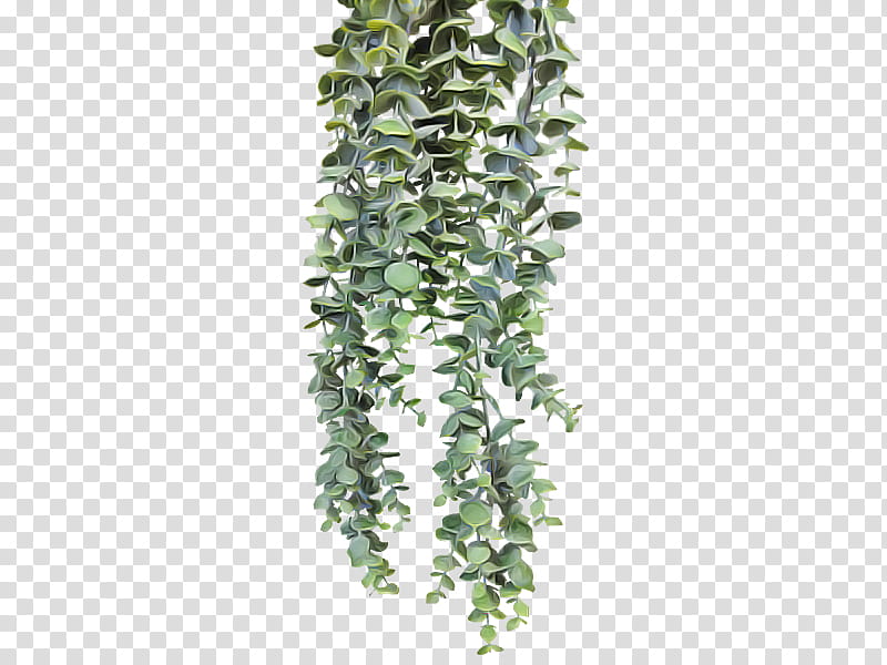 Ivy, Plant, Flower, Ivy Family transparent background PNG clipart