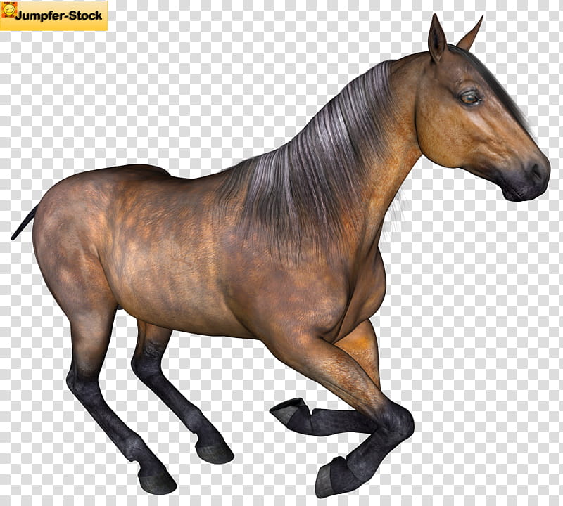Bay Horse , brown horse transparent background PNG clipart