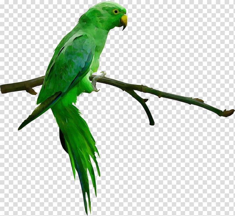 Bird Parrot, Budgerigar, Macaw, Parakeet, Beak, Pet, Common Raven, Carolina Parakeet Glimpses Of A Vanished Bird transparent background PNG clipart