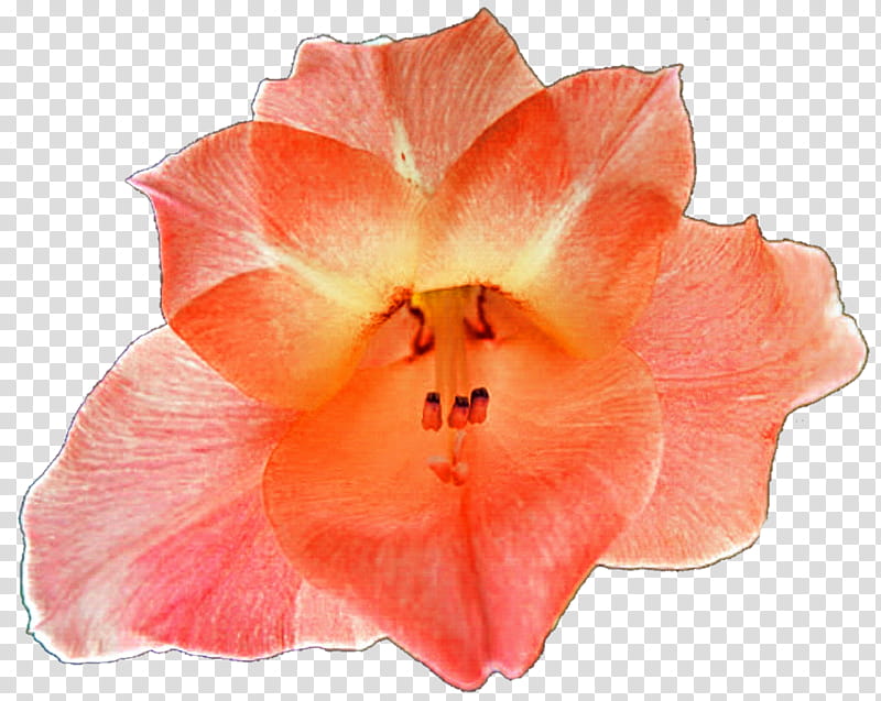 Orange Gladiolus transparent background PNG clipart