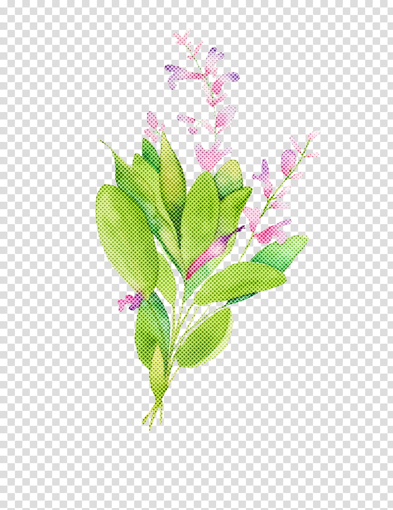 flower plant aquarium decor leaf branch, Plant Stem, Cut Flowers, Lilac, Siam Tulip, Twig, Perennial Plant transparent background PNG clipart