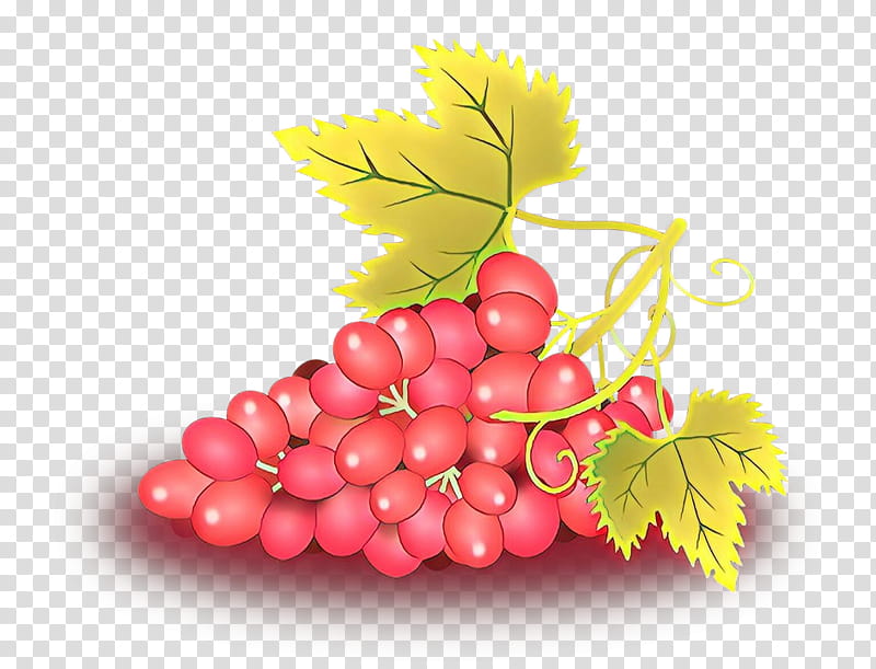 grape seedless fruit leaf plant grapevine family, Cartoon, Grape Leaves, Flower, Vitis, Flowering Plant transparent background PNG clipart
