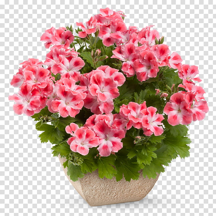 Pink Flower, Ivy Geranium, Regal Pelargonium, Pelargonium Zonale, Sweet Scented Geranium, Plants, Annual Plant, Seed transparent background PNG clipart