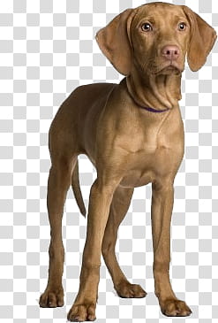 Dog, brown Vizsla puppy transparent background PNG clipart