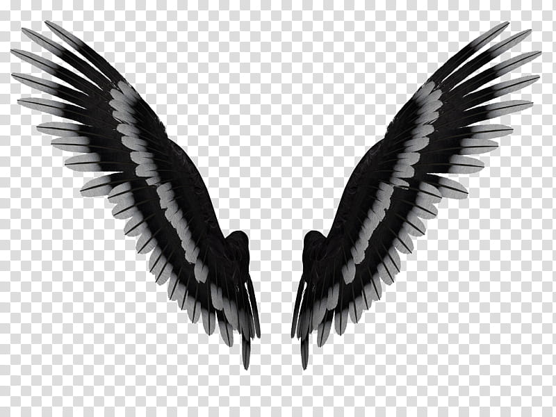 dark angel wings png