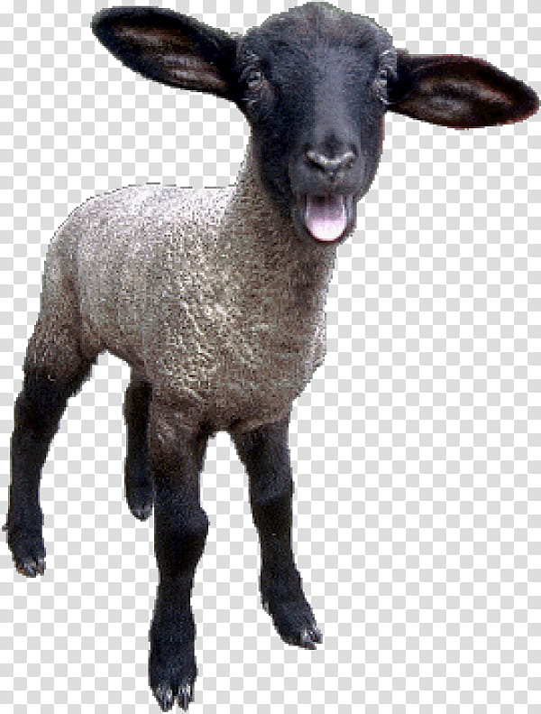 Eid Al Adha Islamic, Eid Mubarak, Muslim, Sheep, Goat, Live, Cattle, Black Sheep transparent background PNG clipart