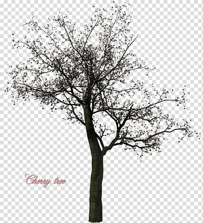 A Cherry Tree, black tree transparent background PNG clipart