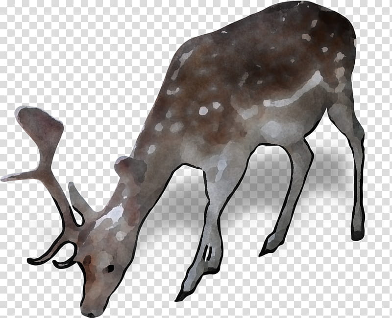 Reindeer, Antler, Roe Deer, Wildlife, Elk, Fawn, Whitetailed Deer, Musk Deer transparent background PNG clipart