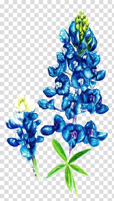 bluebonnet blue flower plant texas bluebonnet, Lupin, Delphinium, Grape Hyacinth, Tree transparent background PNG clipart