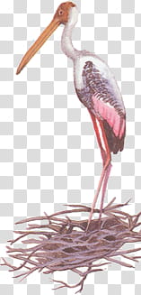 white and black bird on nest illustration transparent background PNG clipart