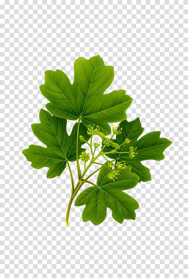 , green leaf transparent background PNG clipart