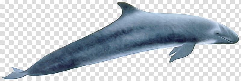 marine mammal fin cetacea rough-toothed dolphin dolphin, Roughtoothed Dolphin, Common Bottlenose Dolphin, Animal Figure transparent background PNG clipart