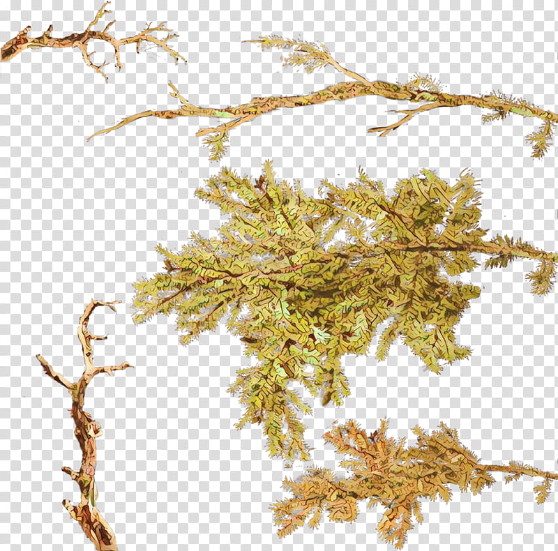 Wood Texture, Twig, Branch, Tree, Evergreen, Fir, Leaf, Shrub transparent background PNG clipart