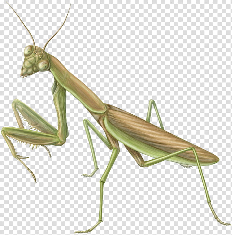 Chinese, Mantis, Insect, Chinese Mantis, Grasshopper, Mantidae, Oecanthidae, Cricketlike Insect transparent background PNG clipart