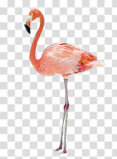 Summer Beach s, pink flamingo transparent background PNG clipart