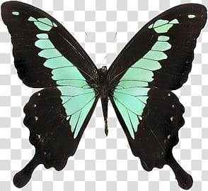 Mariposas, black and green butterfly transparent background PNG clipart