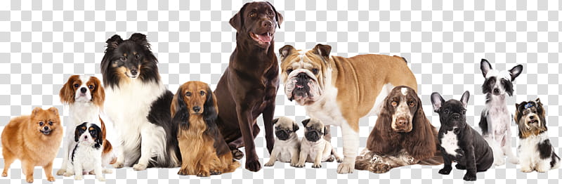 Cartoon Dog, Puppy, Dog Training, Dog Daycare, Obedience Training, Dog Collar, Obedience Trial, Dog Grooming transparent background PNG clipart