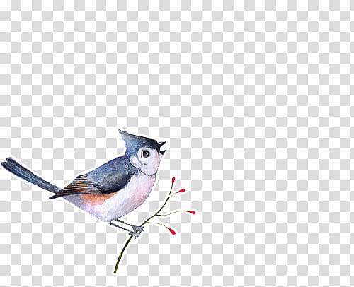 gray and white tufted titmouse bird transparent background PNG clipart