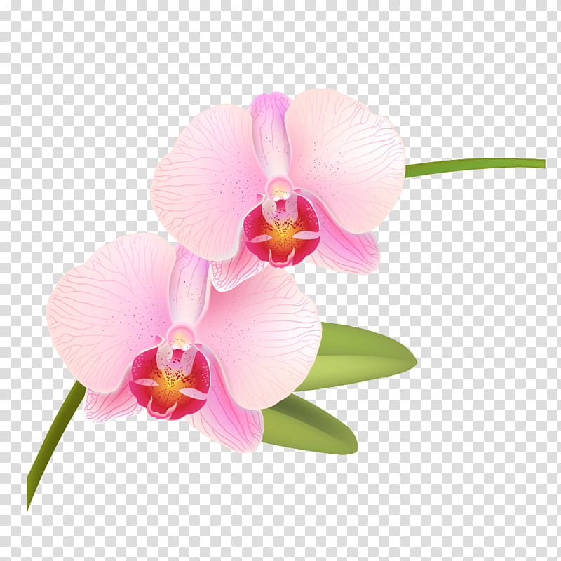 Pink Flower, Orchids, Rose, Phalaenopsis Equestris, Garden Roses, Plants, Singapore Orchid, Color transparent background PNG clipart