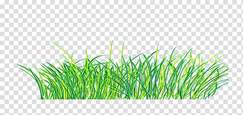 Green Grass, Watercolor, Paint, Wet Ink, Lawn, Drawing, Computer Software, Vetiver transparent background PNG clipart