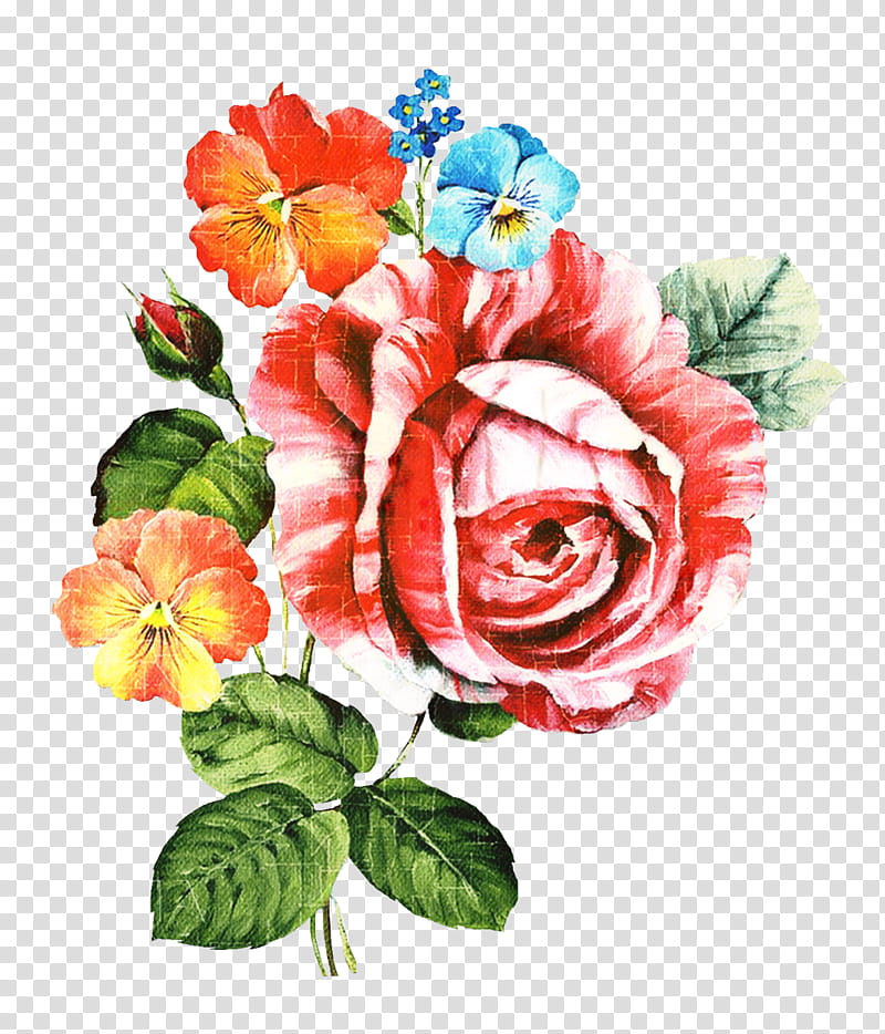 Watercolor Flower, Tshirt, Garden Roses, Floral Design, Cut Flowers, Online Shopping, Flower Bouquet, Cabbage Rose transparent background PNG clipart