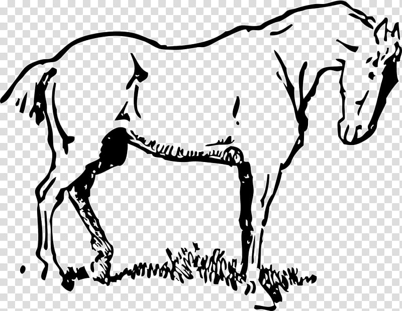 Book Black And White, Horse, Draft Horse, Mare, White Horse, Bronc Riding, Line Art, Hair transparent background PNG clipart