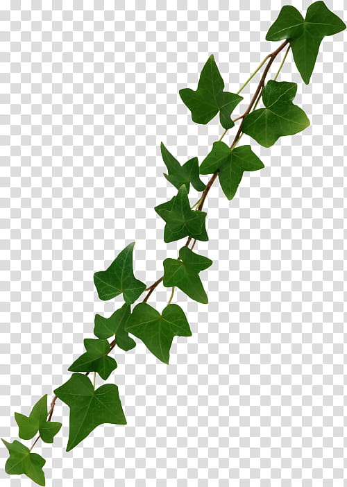 Drawing Of Family, Music , Leaf, Branch, Plant, Ivy, Tree, Plant Stem transparent background PNG clipart