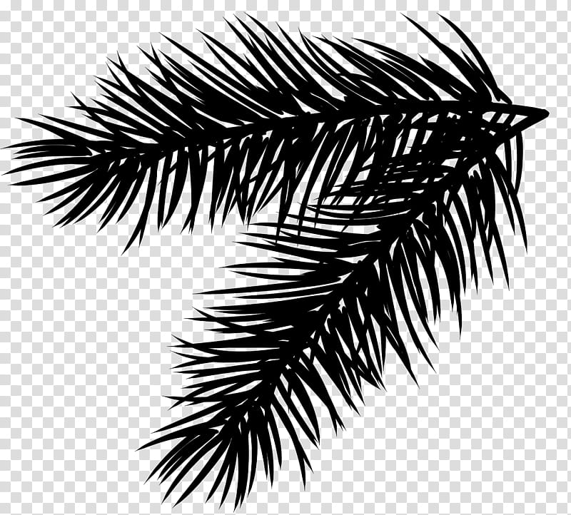 Cartoon Palm Tree, Branch, Conifer Cone, Fir, Conifers, Pinus Thunbergii, Twig, Scots Pine transparent background PNG clipart