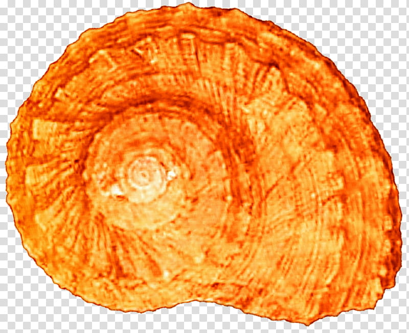 Orange Spiral Seashell transparent background PNG clipart