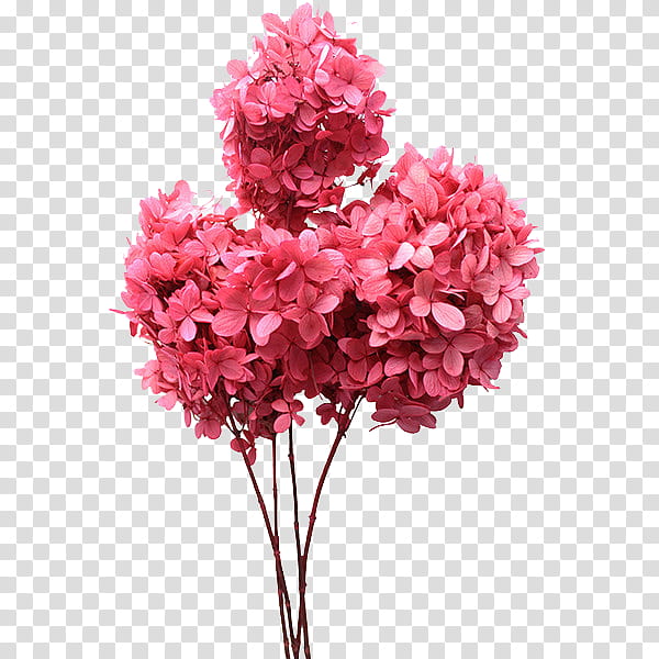 flower power s, pink hydrangea flowers art transparent background PNG clipart