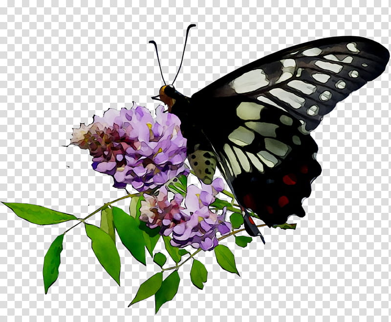 Butterfly Flower, Monarch Butterfly, Brushfooted Butterflies, Plants, Tiger Milkweed Butterflies, Moths And Butterflies, Cynthia Subgenus, Insect transparent background PNG clipart