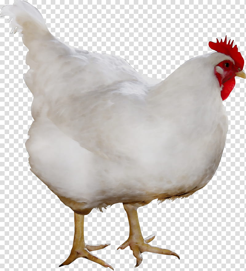 ayam png