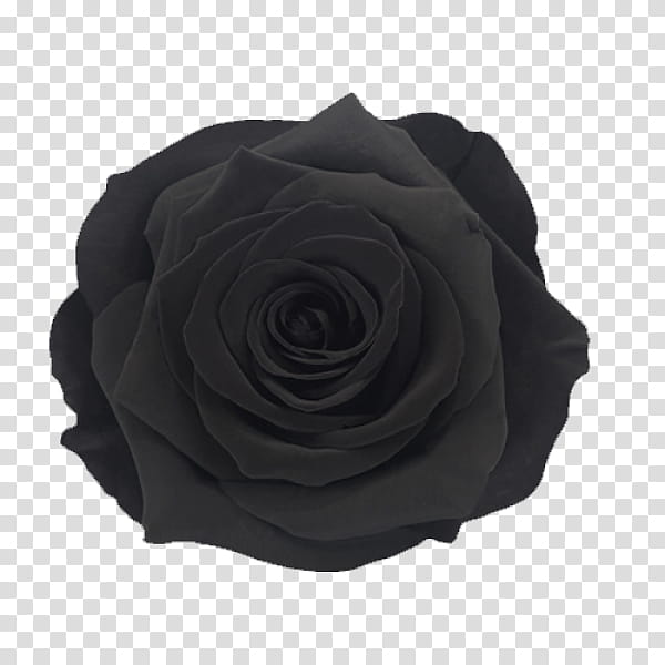 Black And White Flower, Garden Roses, Luxury Roses, Flower Bouquet, Cut Flowers, Petal, Box, Packaging And Labeling transparent background PNG clipart