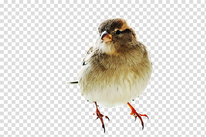 bird beak perching bird house sparrow songbird, Chicken transparent background PNG clipart