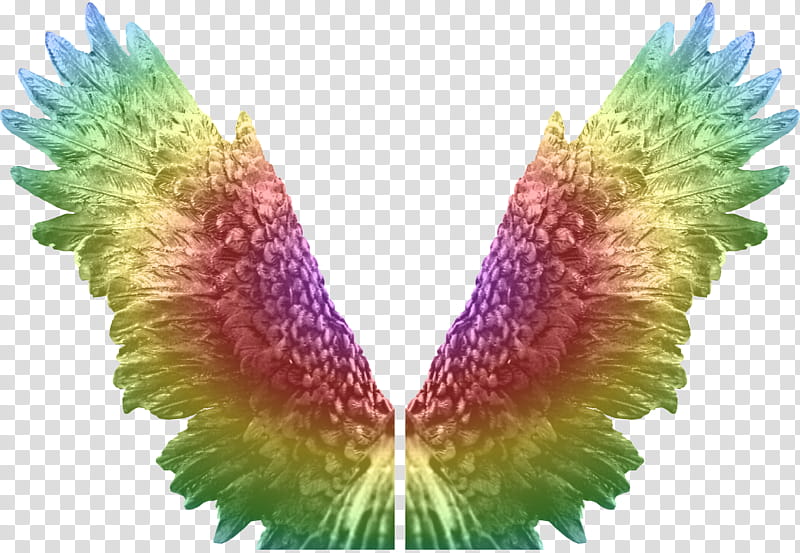 Eagle Angel Wings Zip , multicolored wing transparent background PNG clipart