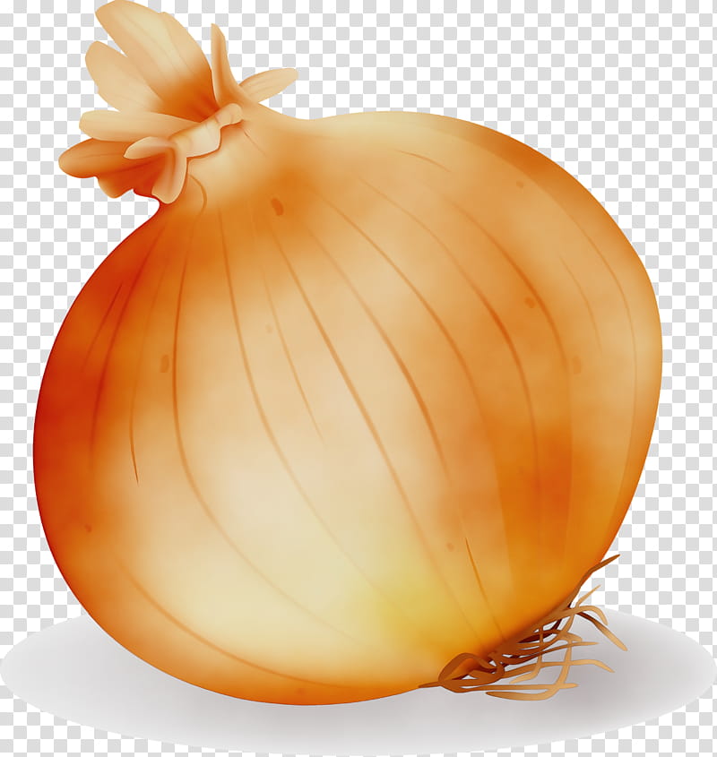 yellow onion onion vegetable food allium, Watercolor, Paint, Wet Ink, Shallot, Plant, Pearl Onion, Amaryllis Family transparent background PNG clipart