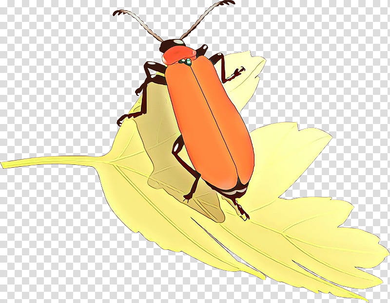 insect yellow beetle blister beetles bug, Cartoon, Miridae, Cockroach transparent background PNG clipart