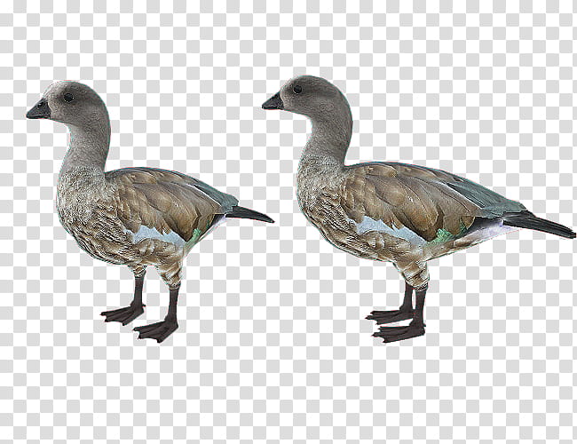 Duck, Goose, Feather, Beak, Bird, Water Bird, Ducks Geese And Swans, Waterfowl transparent background PNG clipart