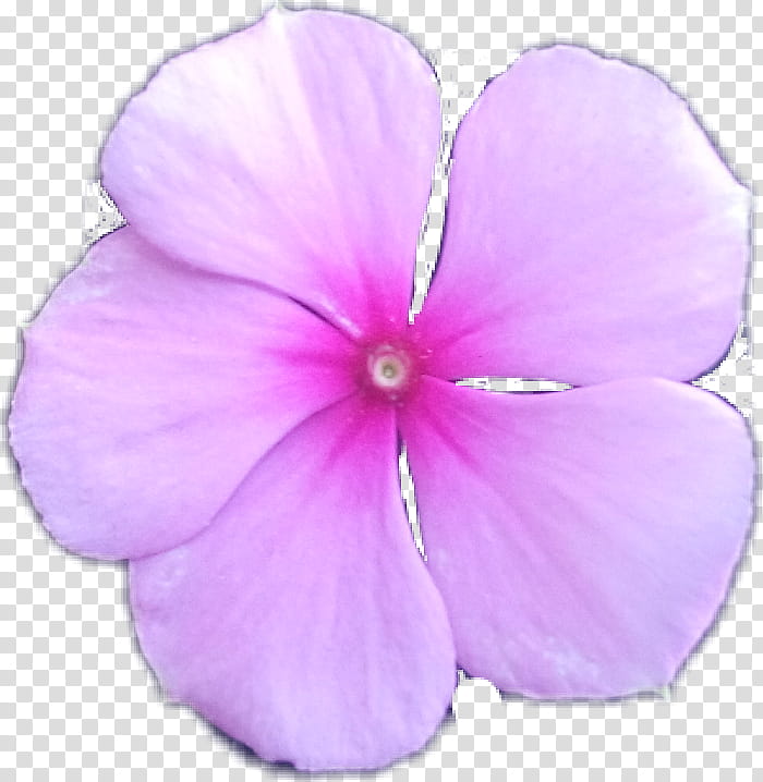 Purple Watercolor Flower, Sticker, Flower Bouquet, Petal, Pansy, Floral Design, Frames, Watercolor Painting transparent background PNG clipart