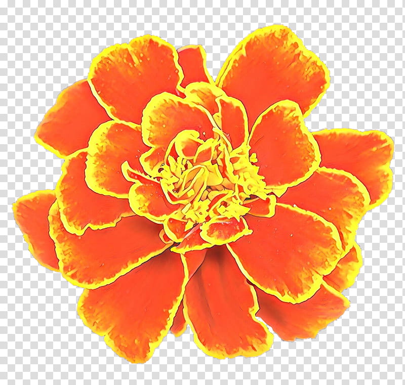 Flower Pot Drawing, Pot Marigold, Carnation, Cut Flowers, Orange, Teacup, Tagetes, Petal transparent background PNG clipart