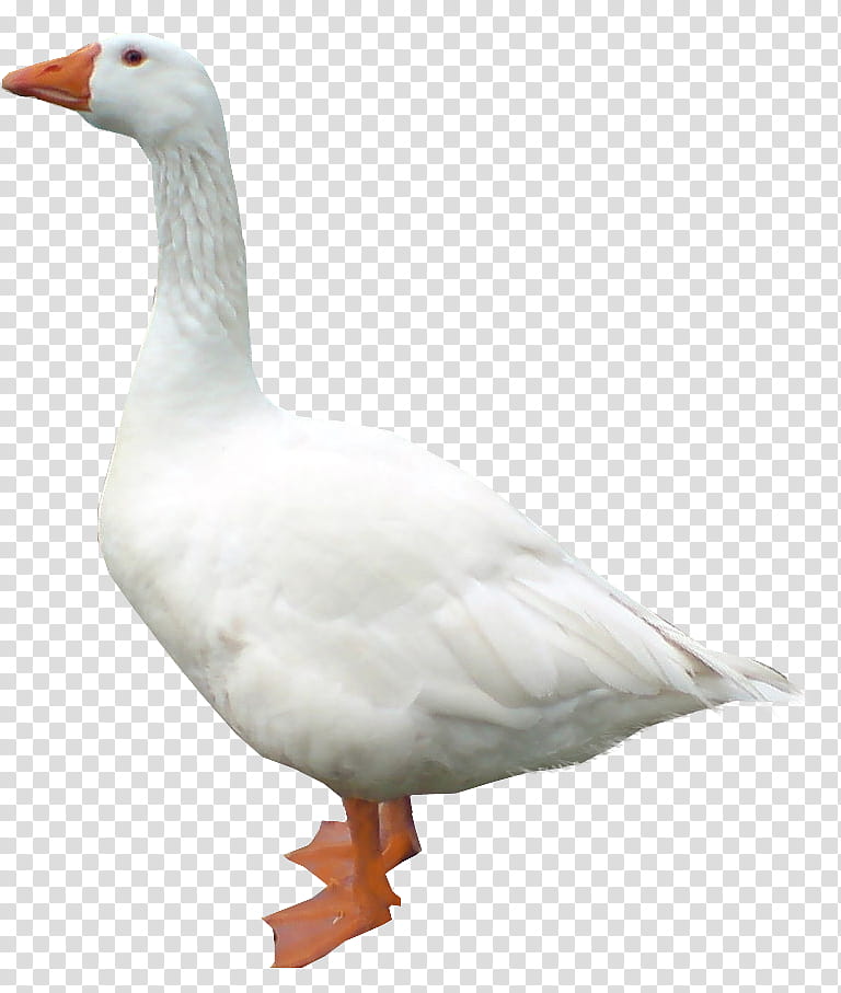 white goose transparent background PNG clipart