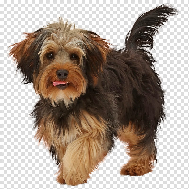 Chinese, Yorkshire Terrier, Puppy, Yorkipoo, Poodle Crossbreed, Norfolk Terrier, Havanese Dog, Morkie transparent background PNG clipart