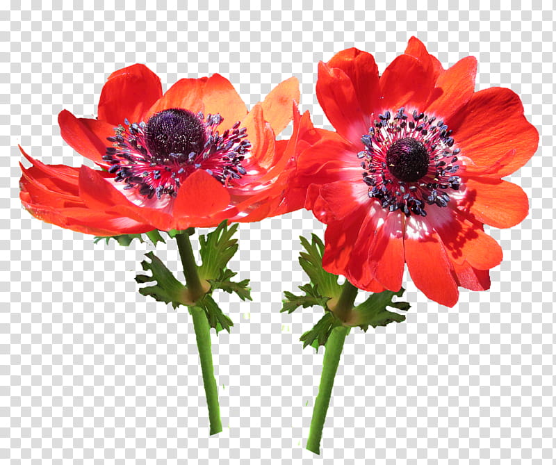 Flowers, Cut Flowers, Safflower, Anemone, Sticker, Petal, Annual Plant, Transvaal Daisy transparent background PNG clipart