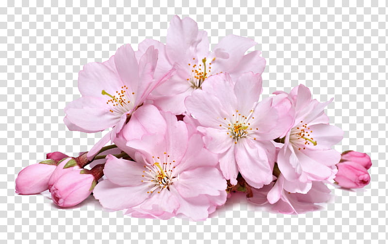 Cherry Blossoms, pink petaled flower transparent background PNG clipart