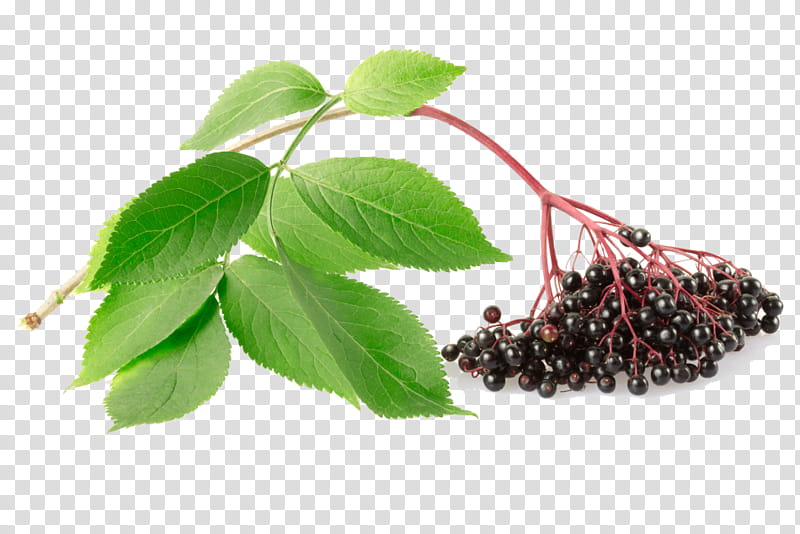 Red Tree, Elder, Red Elderberry, Berries, Shrub, Branch, Syrup, Plant transparent background PNG clipart