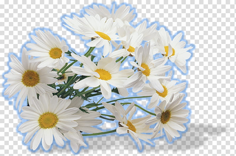 Floral Flower, Tea, German Chamomile, Roman Chamomile, Herbal Tea, Chrysanthemum, Mayweed, White transparent background PNG clipart