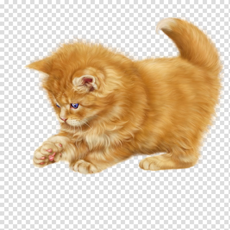 Kitten, Persian Cat, Ragdoll, Kurilian Bobtail, Munchkin Cat, Maine Coon, Manx Cat, Calico Cat transparent background PNG clipart
